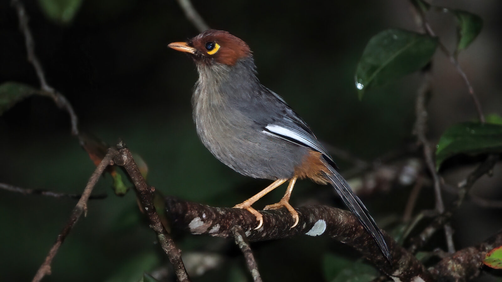 Chestnut-hooded Laughingthrush