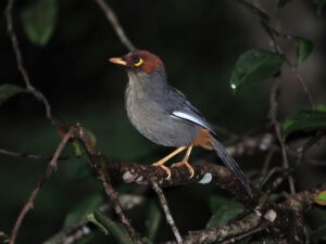 Chestnut-hooded Laughingthrush