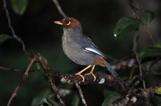 Chestnut-hooded Laughingthrush