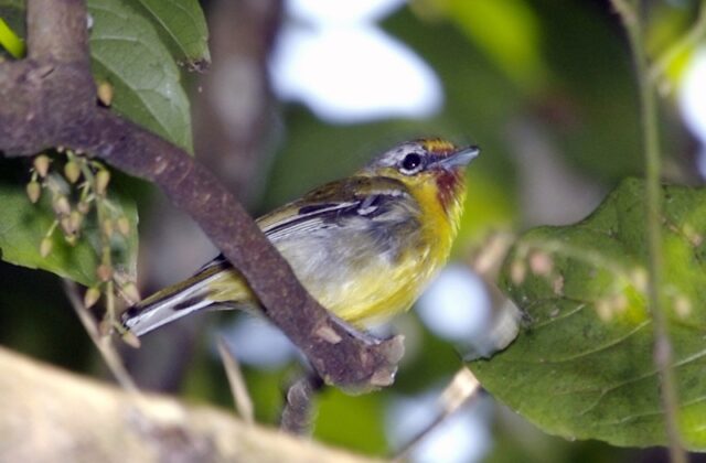 Trilling Shrike-babbler