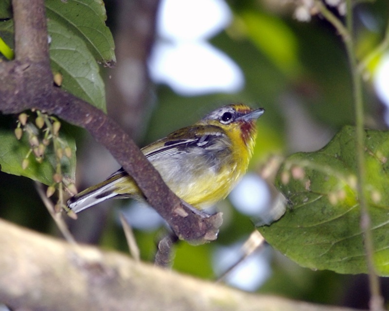 Trilling Shrike-babbler