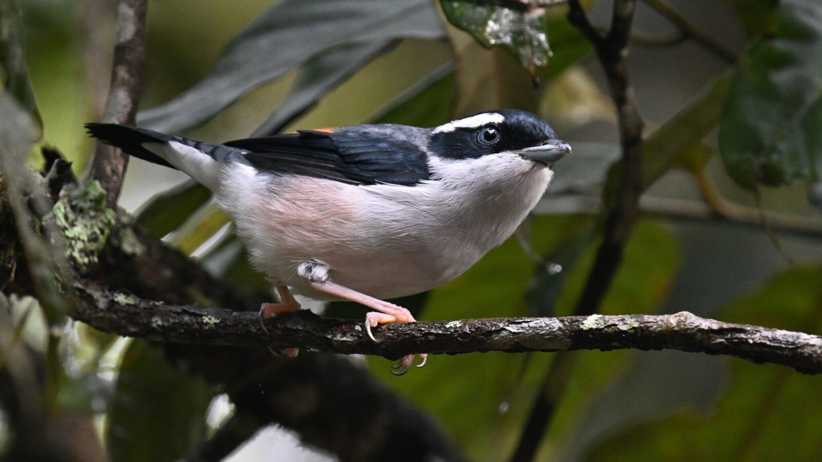 White-browed Shrike-babbler