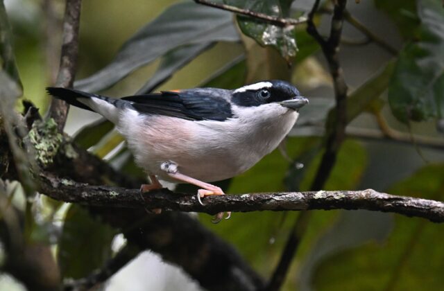 White-browed Shrike-babbler