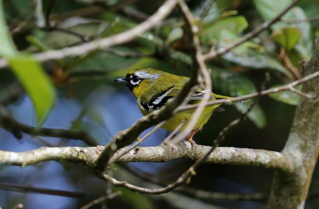 Clicking Shrike-babbler