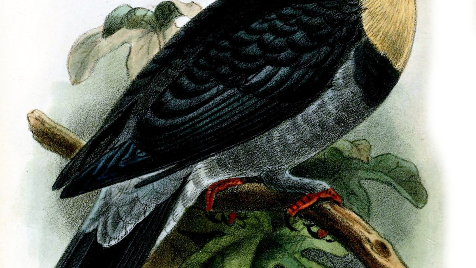 Black-banded Fruit Dove