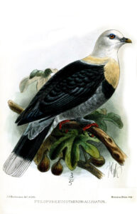 Black-banded Fruit Dove