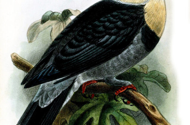 Black-banded Fruit Dove