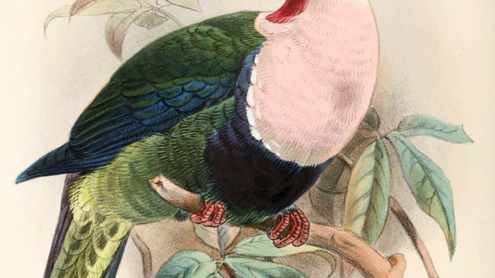 Red-naped Fruit Dove