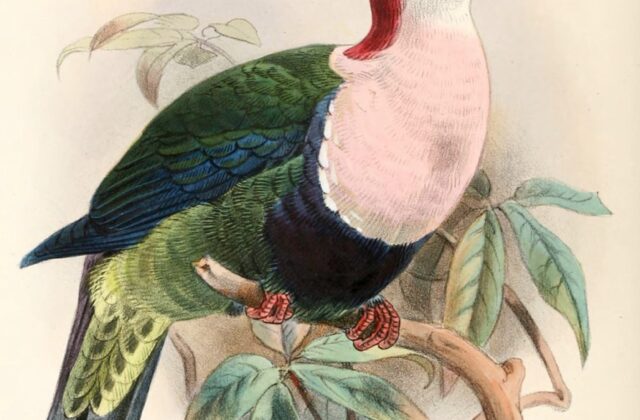 Red-naped Fruit Dove