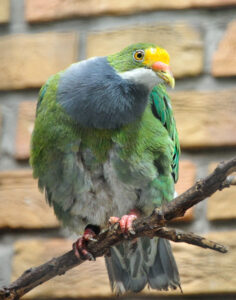 Orange-fronted Fruit Dove
