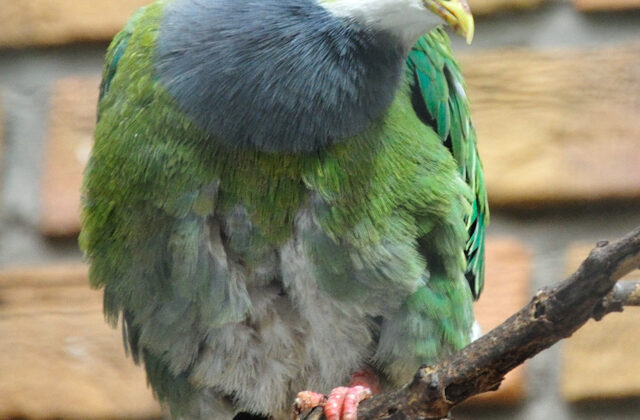 Orange-fronted Fruit Dove