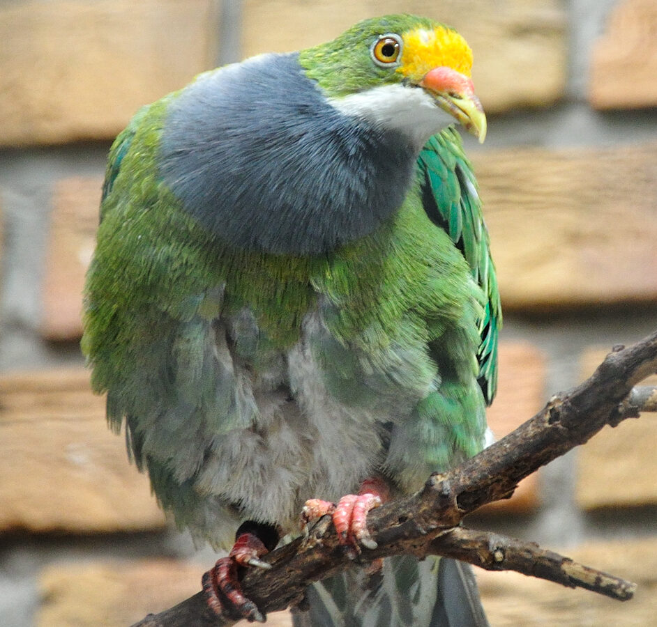 Orange-fronted Fruit Dove