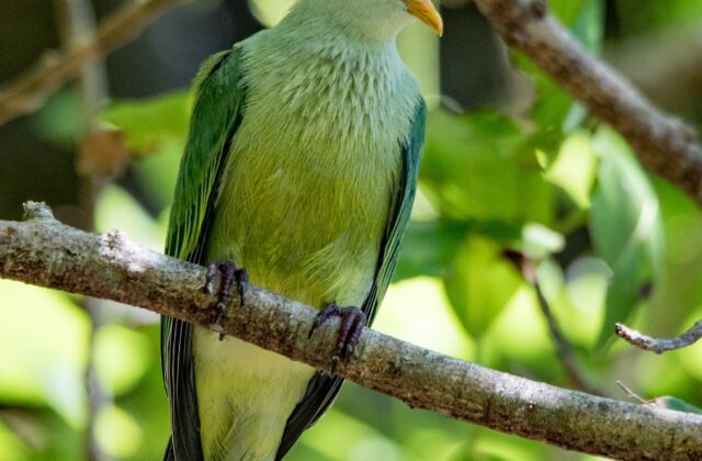 Makatea Fruit Dove