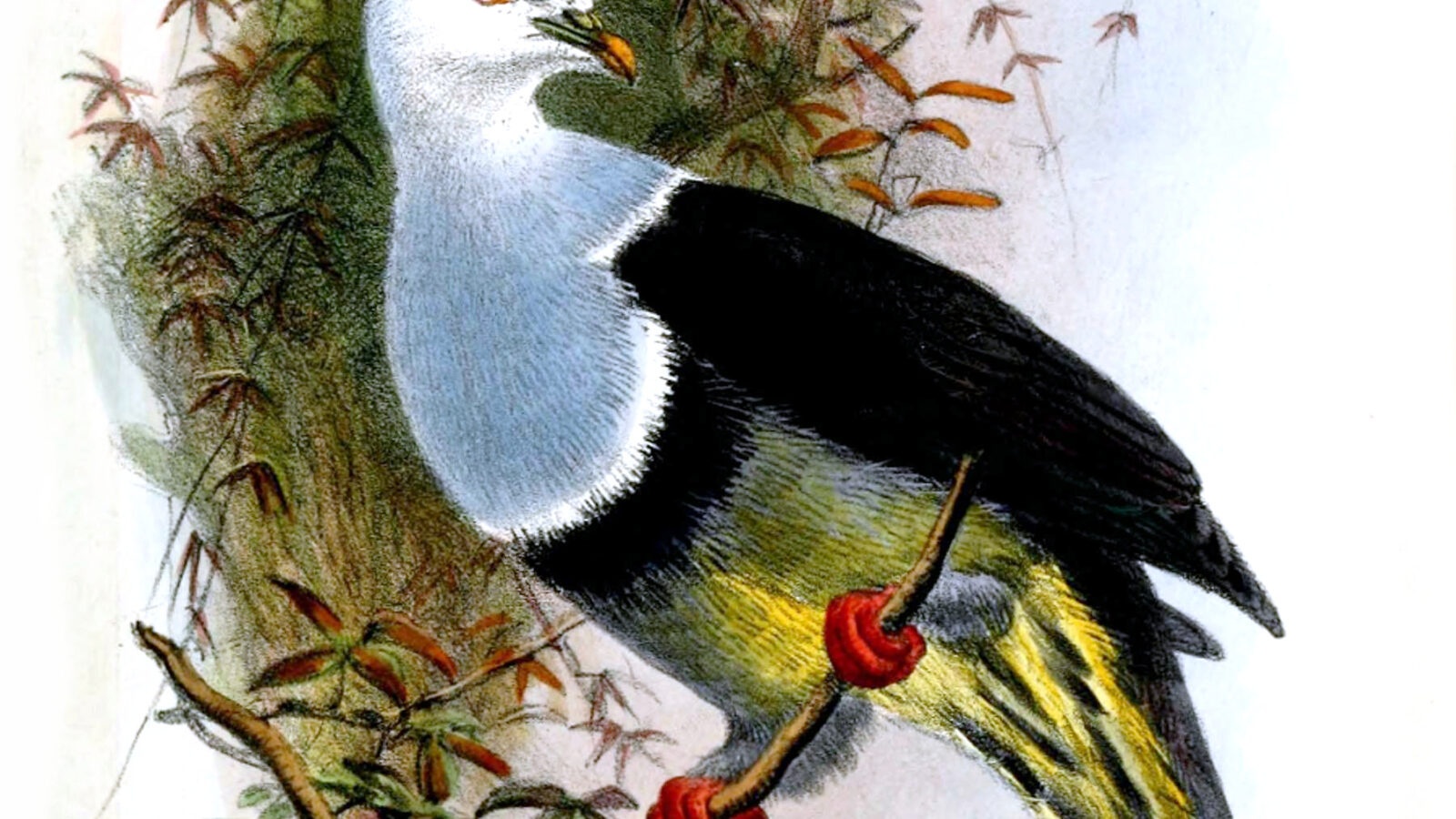 Banded Fruit Dove
