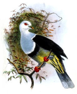 Banded Fruit Dove