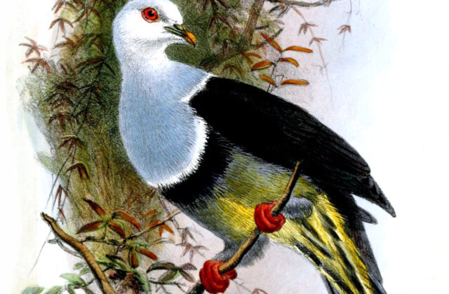 Banded Fruit Dove