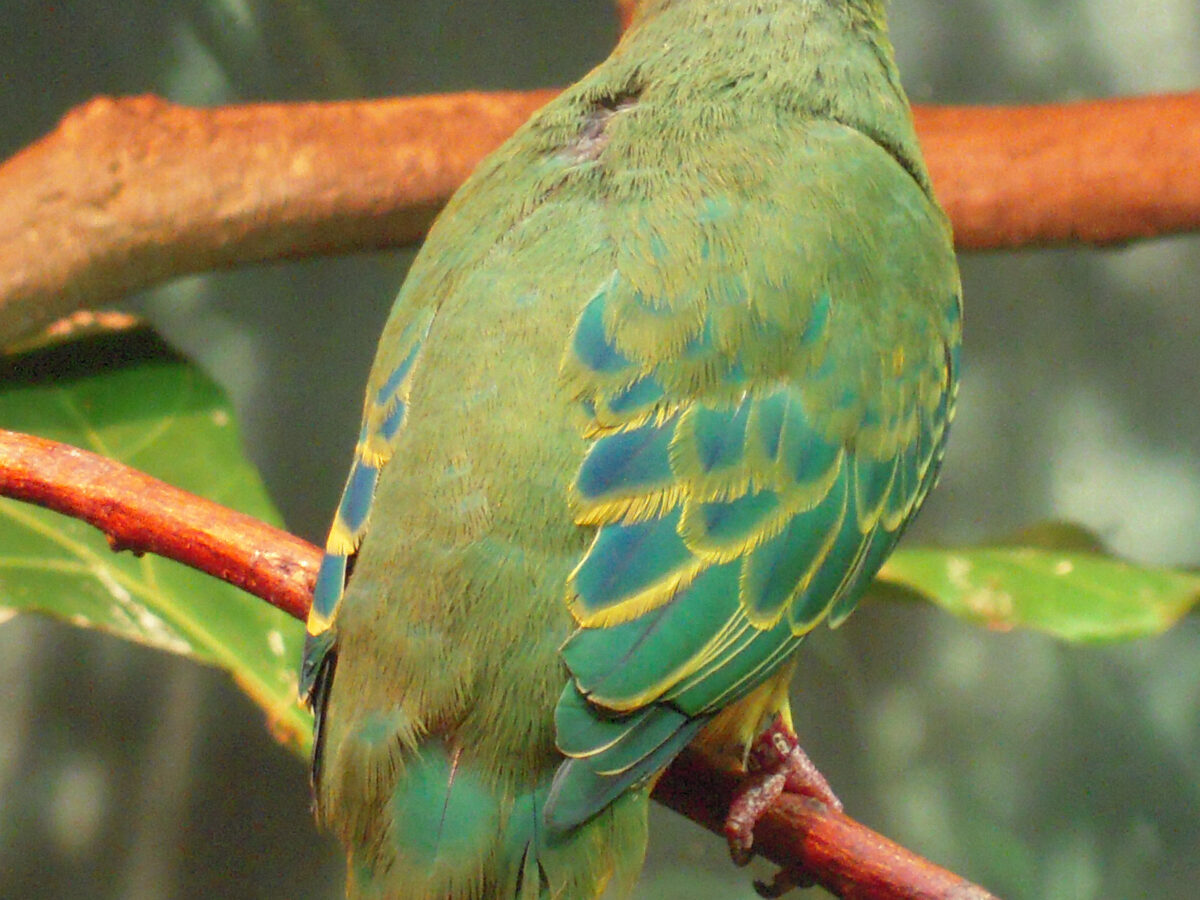 Coroneted Fruit Dove