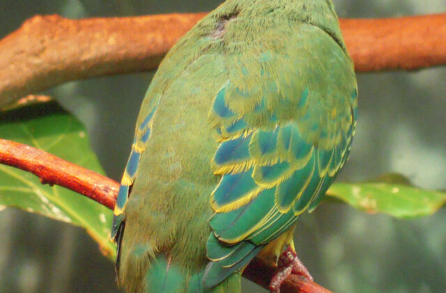 Coroneted Fruit Dove