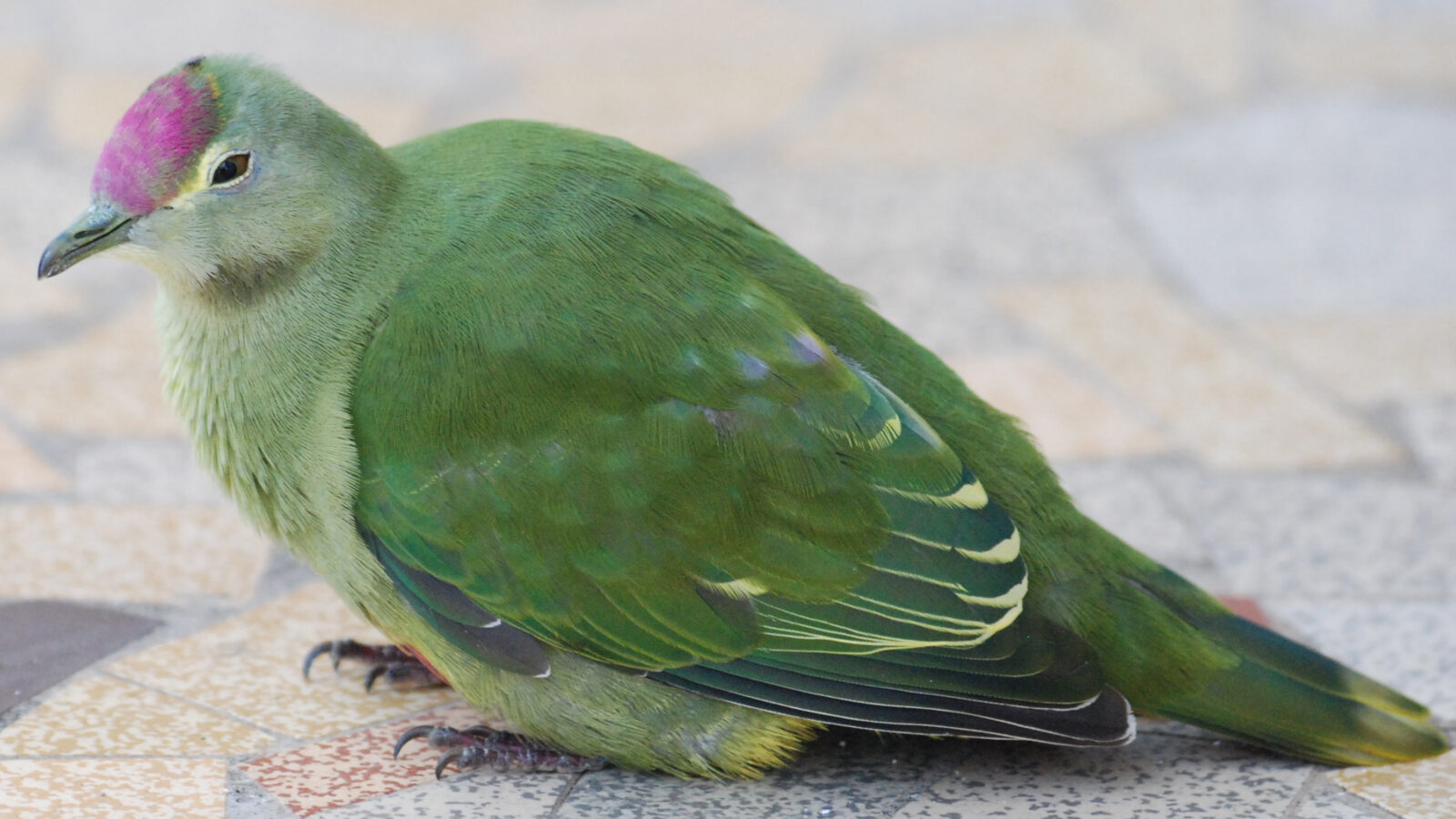 Red-bellied Fruit Dove