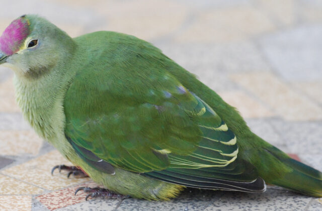 Red-bellied Fruit Dove
