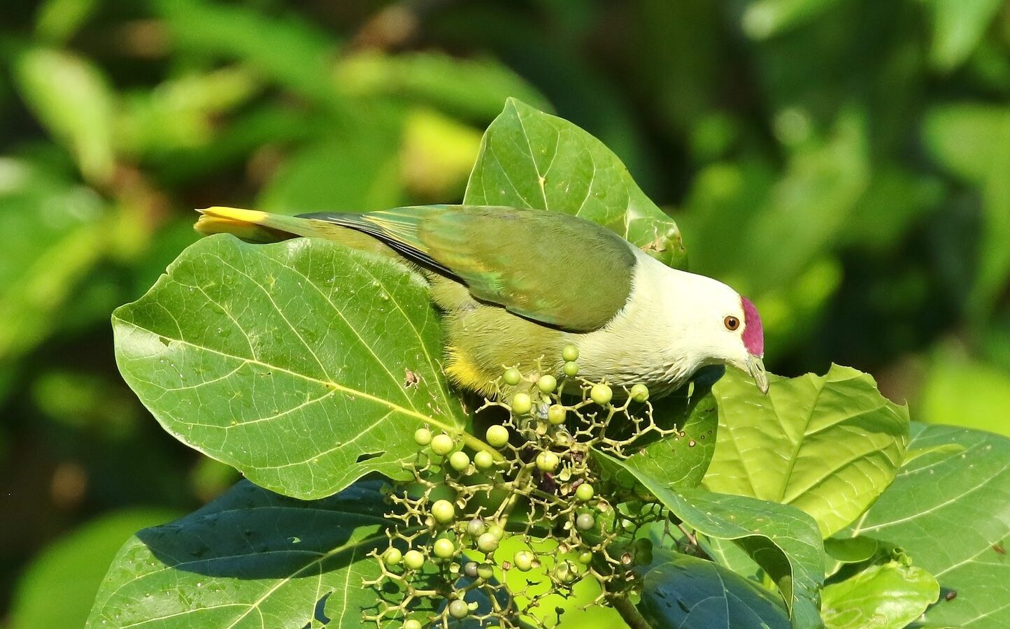 Kosrae Fruit Dove