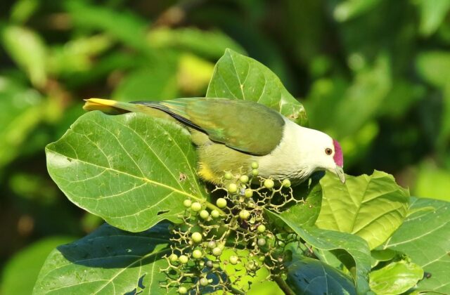 Kosrae Fruit Dove