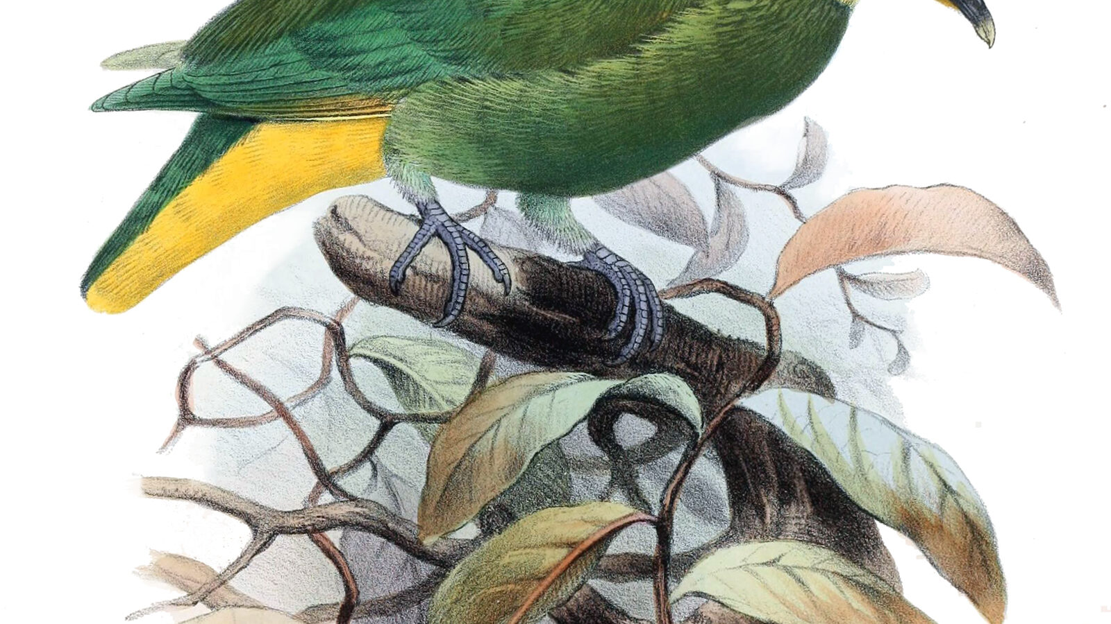 Whistling Dove