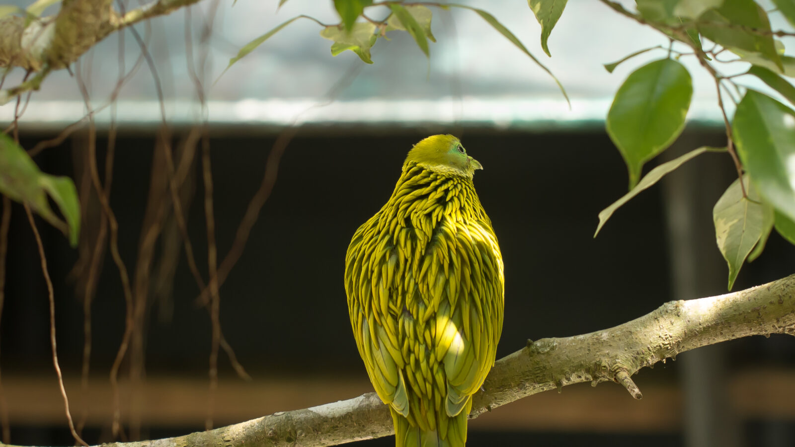 Golden Dove
