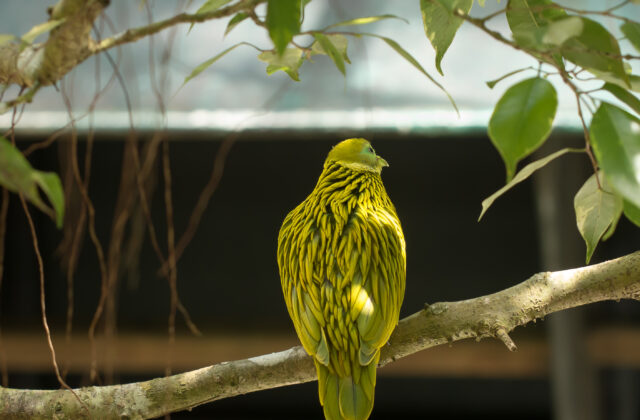 Golden Dove