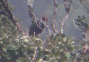 Flame-breasted Fruit Dove