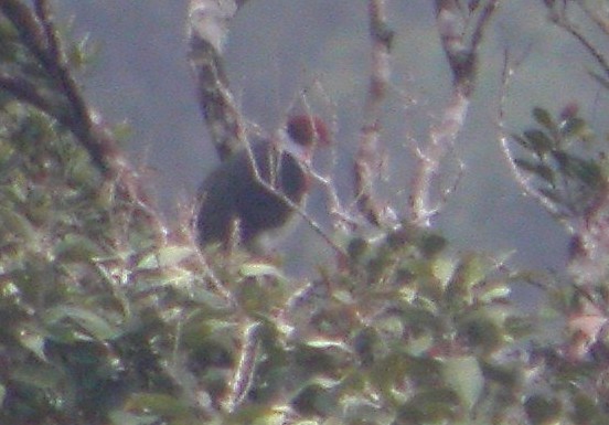 Flame-breasted Fruit Dove