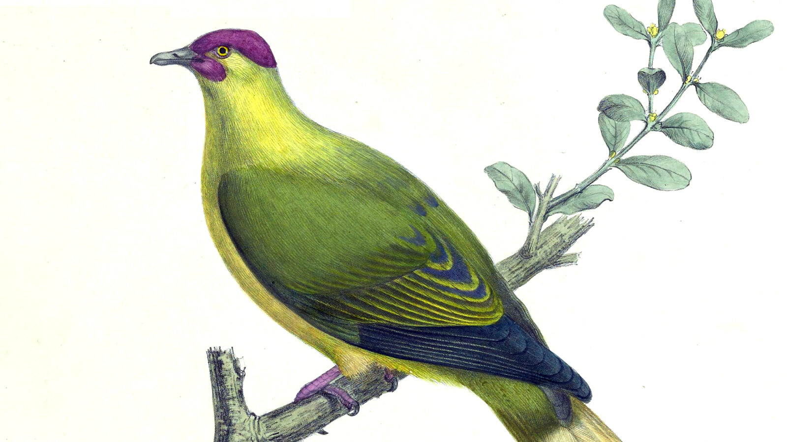 Red-moustached Fruit Dove