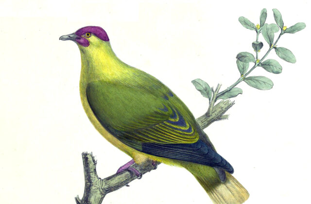 Red-moustached Fruit Dove