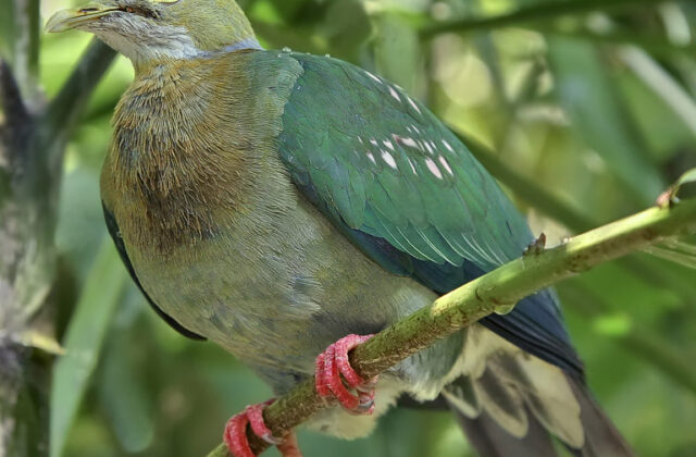 Pink-spotted Fruit Dove