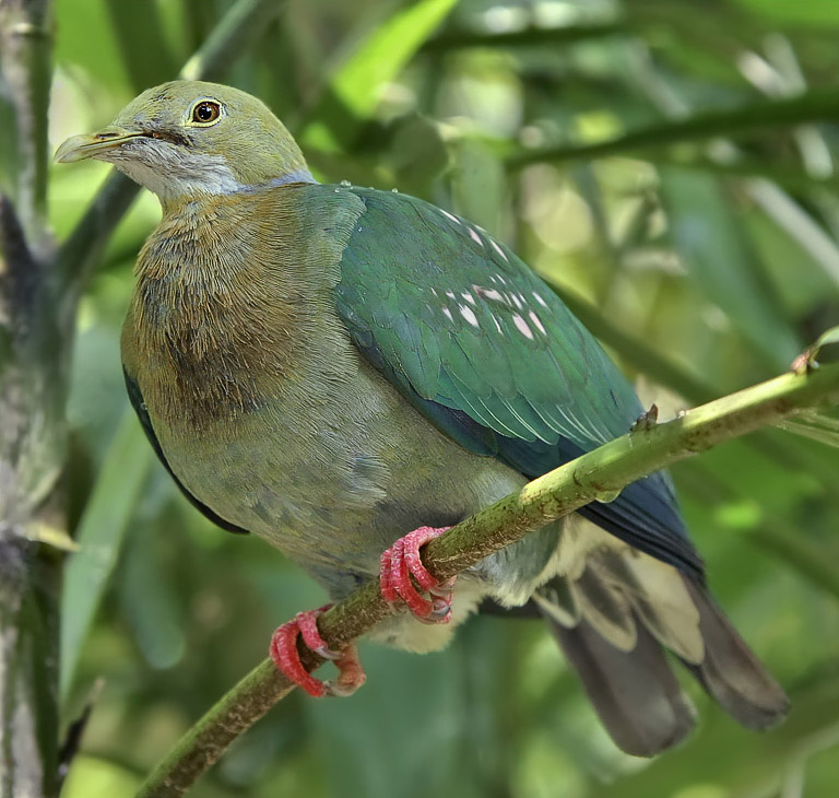 Pink-spotted Fruit Dove