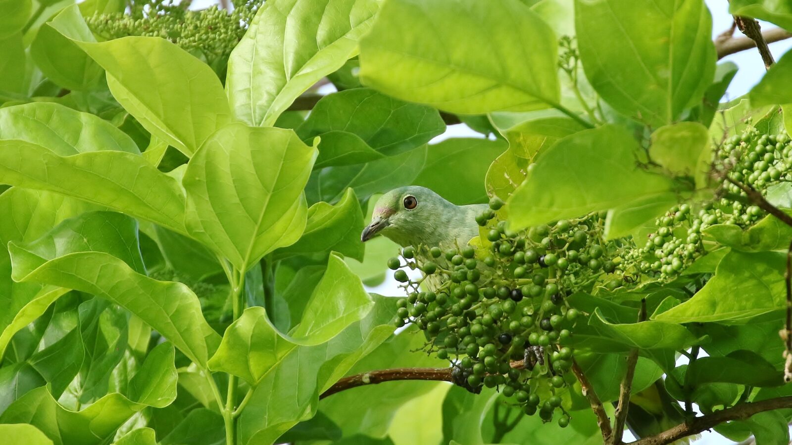 Purple-capped Fruit Dove
