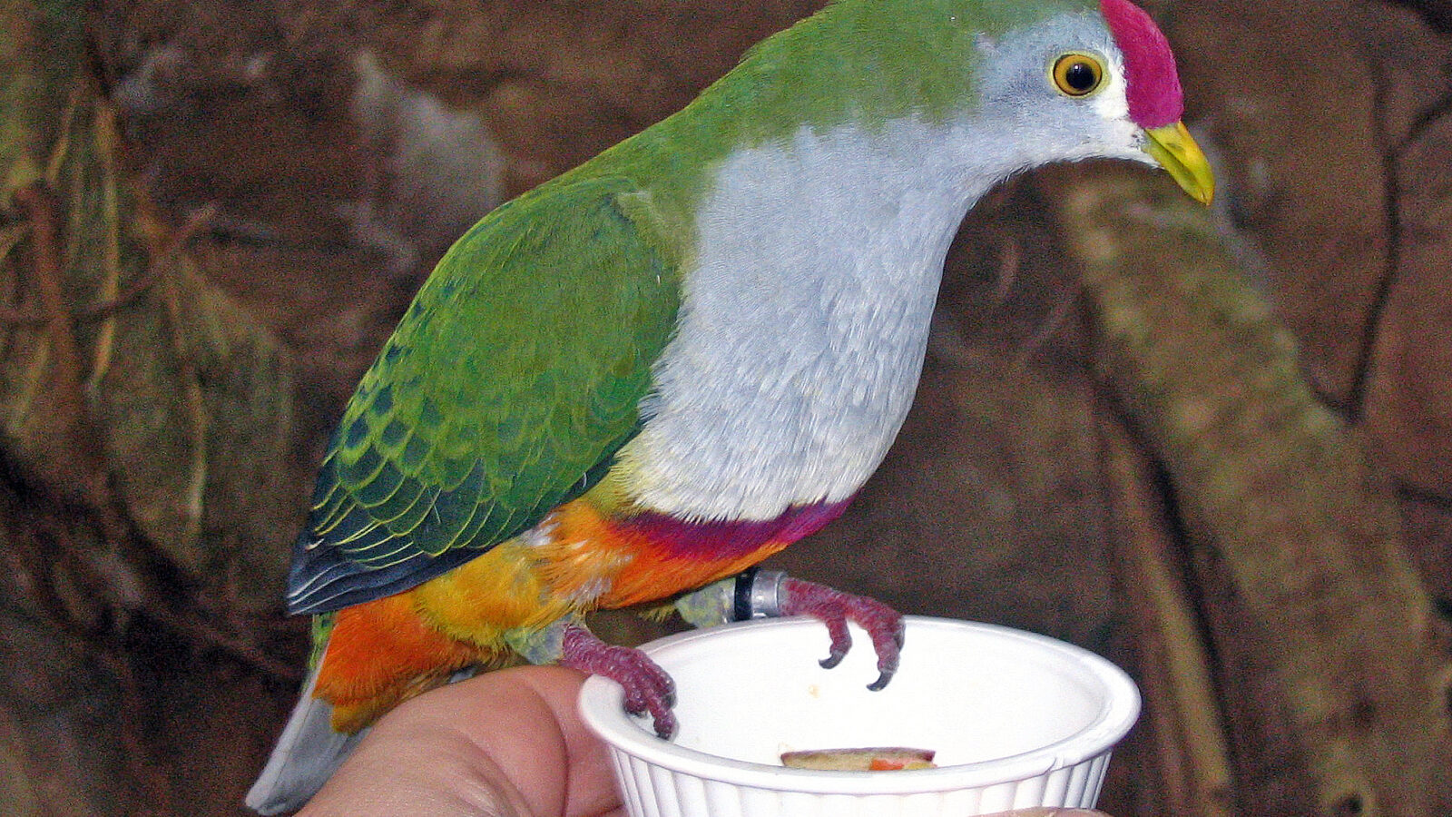 Beautiful Fruit Dove
