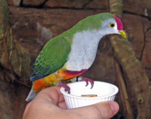 Beautiful Fruit Dove