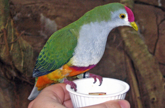 Beautiful Fruit Dove