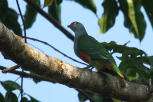 Rose-crowned Fruit Dove