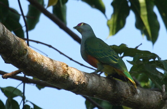 Rose-crowned Fruit Dove