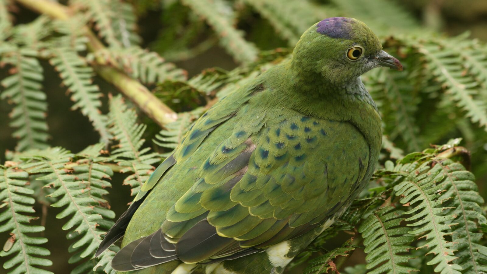 Superb Fruit Dove