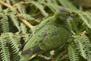 Superb Fruit Dove
