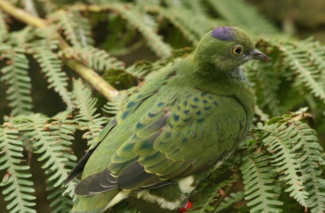 Superb Fruit Dove
