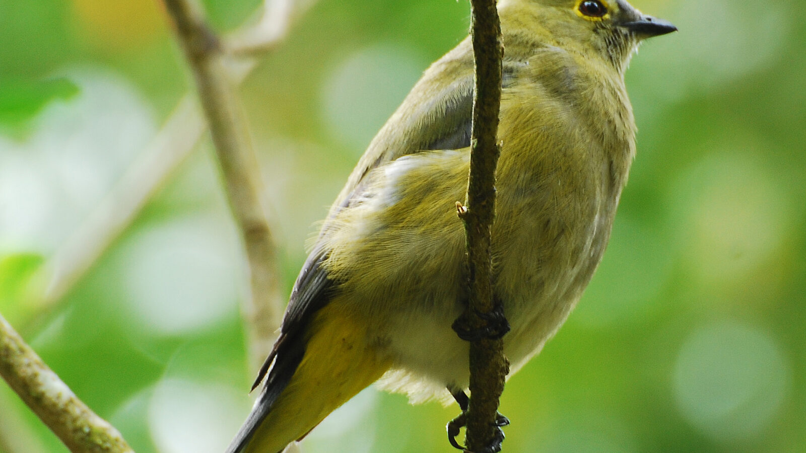 Long-tailed Silky-flycatcher