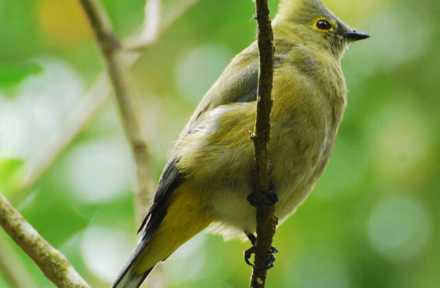 Long-tailed Silky-flycatcher