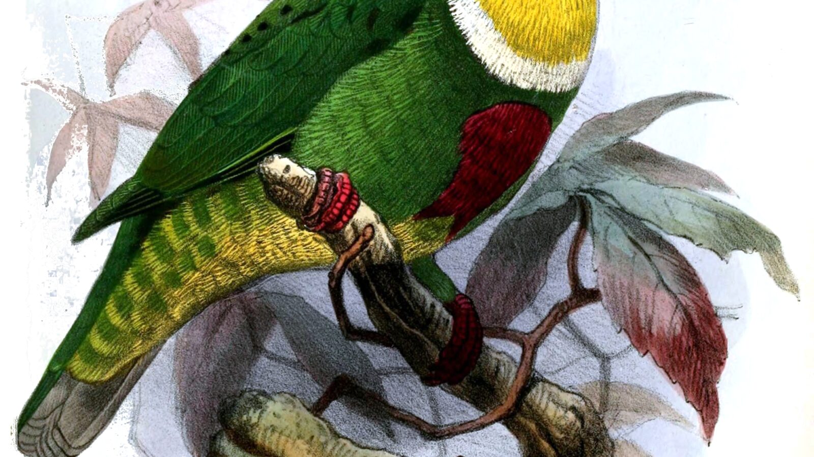White-bibbed Fruit Dove