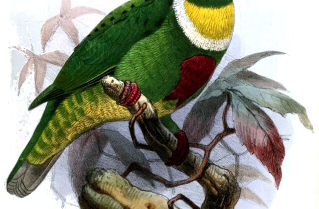 White-bibbed Fruit Dove