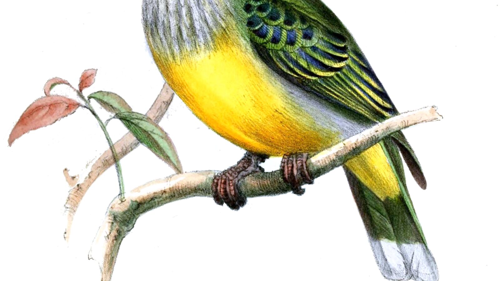 Raiatea Fruit Dove