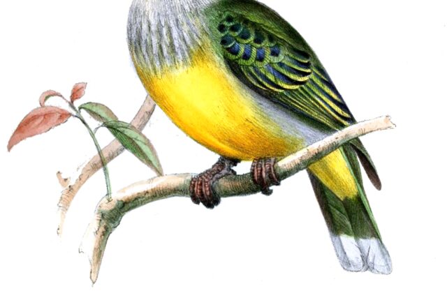 Raiatea Fruit Dove